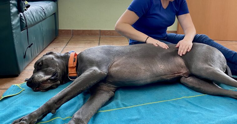Massage? Ja! Aber warum einen Hund massieren?