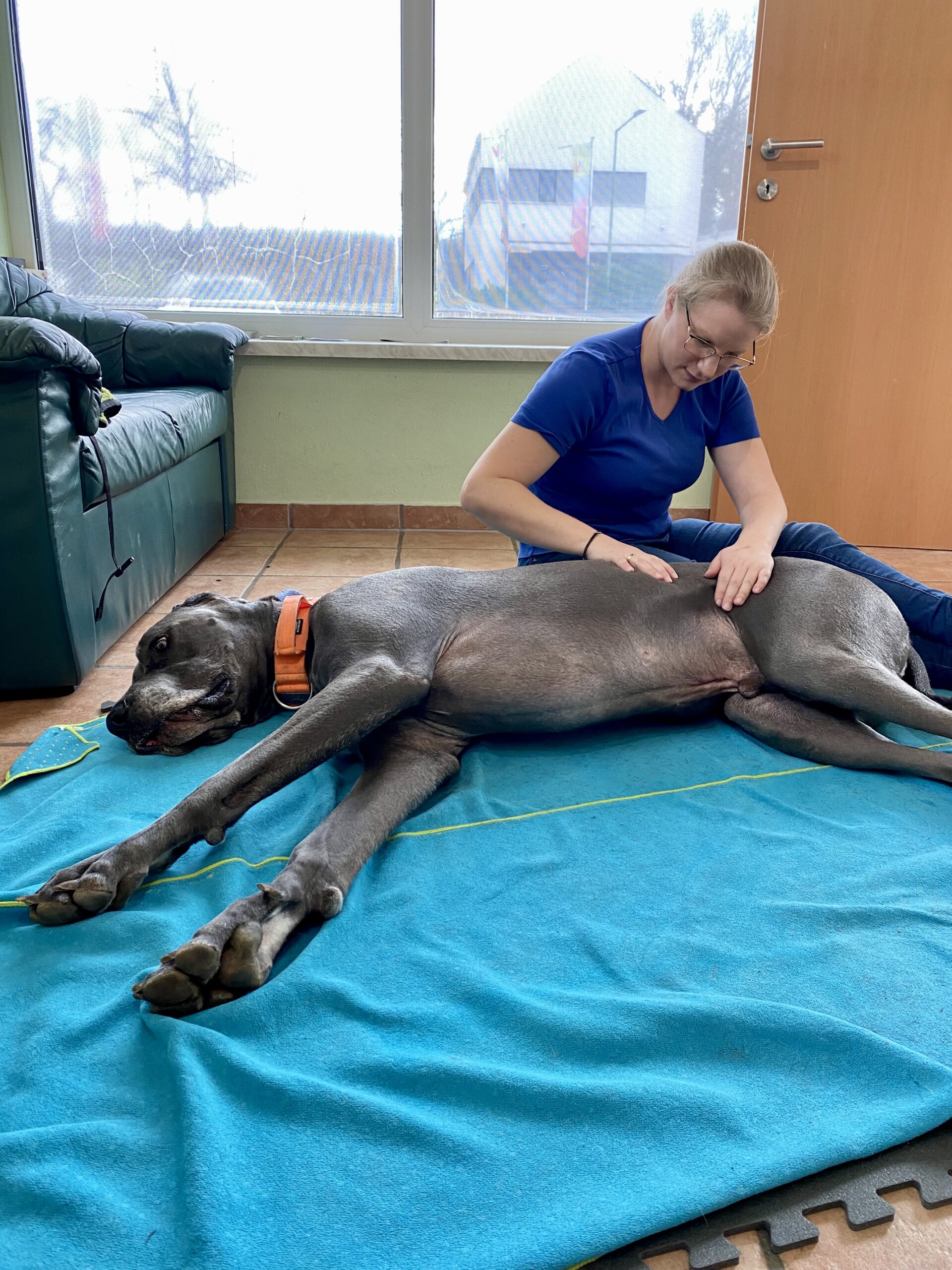 Massage? Ja! Aber warum einen Hund massieren?